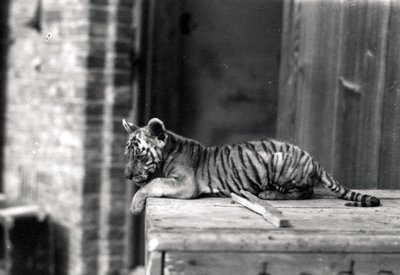 Cachorro de tigre acostado de Frederick William Bond